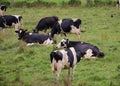 Herd of black and white cows grazing in an open grassy field Royalty Free Stock Photo