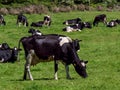 A herd of black and white cows on a green pasture on a sunny spring day. Grazing cows on a dairy farm. Cattle. Irish agriculture,