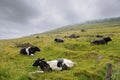 Herd of black and white cows relaxing on a green grass in a field on a slope of a hill, cloudy sky in the background. Time for Royalty Free Stock Photo