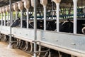 Herd of black and white cows with tagged ears behind a metal fence at a milking farm