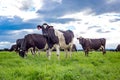 Black and white dairy cows graze in a farm field, in Canterbury, New Zealand