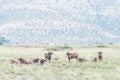 Herd of black wildebeest Royalty Free Stock Photo