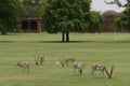 Herd of blackbuck antelopes on a field in India