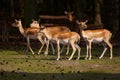 Herd of Blackbuck Antilopes in a dark forest