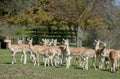 Herd of blackbuck, Damaliscus pygargus phillipsi,