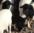 Blackhead persian sheep