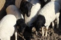 Blackhead persian sheep