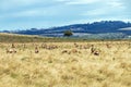 Herd of Blesbok Feeding on Dry Winter Grassland Landscape Royalty Free Stock Photo