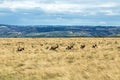 Herd of Blesbok Wandering on Dry Winter Grassland Landscape Royalty Free Stock Photo