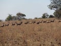 A herd of Blesbuck antelopes standing in a long row, stretching up to the horizon towards large trees