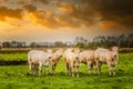 A herd of Blonde d`Aquitaine cows with calves in a Drenthe pasture at the Rolder Diep Royalty Free Stock Photo