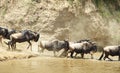 Herd of Blue Wildebeest (Connochaetes taurinus)