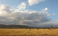 Herd of Blue wildebeest (Connochaetes taurinus) Royalty Free Stock Photo