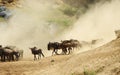 Herd of Blue wildebeest (Connochaetes taurinus)