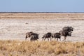 Wildebeest on the plains of Etosha National Park Royalty Free Stock Photo