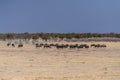 A Herd of blue wildebeest in Etosha