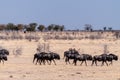 A Herd of blue wildebeest in Etosha Royalty Free Stock Photo