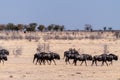 A Herd of blue wildebeest in Etosha