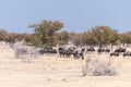 A Herd of blue wildebeest in Etosha