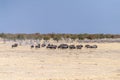 A Herd of blue wildebeest in Etosha