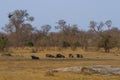 Herd of blue wildebeest or gnu Onnochaetes taurinus relaxing in the bush Royalty Free Stock Photo