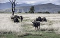 Herd of blue wildebeest grazing African savannah Royalty Free Stock Photo