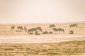 Herd of Blue Wildebeest grazing in the desert pan. Wildlife Safari in the Etosha National Park, famous travel destination in Royalty Free Stock Photo