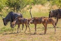 A herd of blue wildebeest with newborns Connochaetes taurinus grazing, Pilanesberg National Park, South Africa. Royalty Free Stock Photo