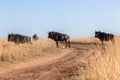 Herd Blue Wildebeest Road Grasslands Wildlife Animals