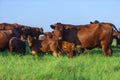 Herd of Bonsmara cows with their calves Royalty Free Stock Photo