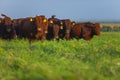 Herd of Bonsmara cows with their calves Royalty Free Stock Photo