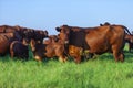 herd of Bonsmara cows with their calves Royalty Free Stock Photo