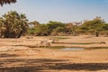 A herd of boran cattle drinking water at Kalacha Oasis in North Horr, Marsabit, Kenya