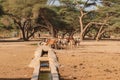 A herd of boran cattle drinking water at Kalacha Oasis in North Horr, Marsabit, Kenya