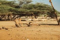 A herd of boran cattle at Kalacha Oasis in North Horr, Marsabit, Kenya