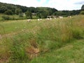 Herd of bovines seeking attention