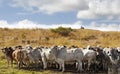 Herd of brahman beef cattle cows