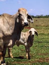 Herd of brahman beef cattle cows on pasture