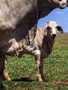 Herd of brahman beef cattle cows on confinement