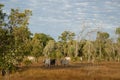 Herd of Brahman beef cattle, Australia