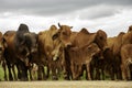 a herd of brahman cattle in Kwazulu Natal, South Africa, bunched, group, cows, bulls, calves Royalty Free Stock Photo