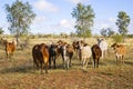 Herd of Brahman Cattle in Outback Queensland Royalty Free Stock Photo