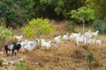 Herd of brazilian beef cattle bull - nellore, white cow Royalty Free Stock Photo