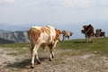 Herd of bred cows of the Pinzgauer cattle breed cheerfully walks on the top of the Hochkar mountain in the Austrian Alps in the