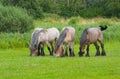Brown belgian draft horses grazing in a meadow Royalty Free Stock Photo
