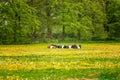 Herd of brown and black Lakenvelder cows in a green meadow with blooming dandelions Royalty Free Stock Photo