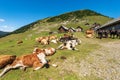 Dairy Cows and Horses on a Mountain Pasture - Italy-Austria Border Royalty Free Stock Photo