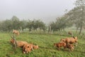 Herd of brown cows in the countryside