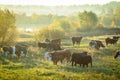 A herd of brown cows at dawn.