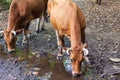 A herd of brown cows drinking water from a puddle in the forest. Asturias, Spain Royalty Free Stock Photo